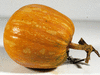 Cucurbita moschata Palav-Kadu; fruits