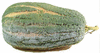 Cucurbita moschata Alligator (Jacar); fruits