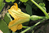 Cucurbita moschata Yellow pumpkin de Duba; fleurs-F