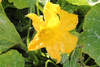 Cucurbita moschata Yellow pumpkin de Duba; fleurs-M