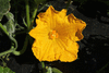 Cucurbita moschata Yellow pumpkin de Duba; fleurs-F