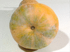 Cucurbita moschata Orange butternut; ombilics