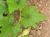 Cucurbita mixta Green striped cushaw; feuilles