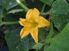 Cucurbita mixta Cushaw golden; fleurs-M