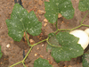 Cucurbita mixta Mexican wild green; feuilles
