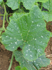 Cucurbita mixta Tennessee sweet potato; feuilles