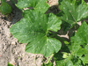Cucurbita mixta Hopi black green; feuilles