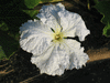 Lagenaria siceraria Hopi Rattle; fleurs-M
