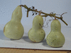 Lagenaria siceraria Hopi Rattle; fruits