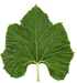 Lagenaria siceraria Hopi Rattle; feuilles