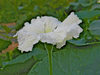 Lagenaria siceraria Hopi Rattle; fleurs-M
