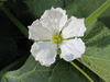 Lagenaria siceraria Hopi Rattle; fleurs-F