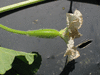 Lagenaria siceraria Massue d'Hercule; fleurs-F