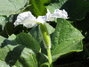 Lagenaria siceraria Massue d'Hercule; fleurs-F