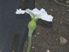 Lagenaria siceraria Amphore; fleurs-F