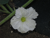 Lagenaria siceraria Amphore; fleurs-F