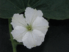 Lagenaria siceraria Amphore; fleurs-M