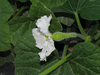Lagenaria siceraria Apache Dipper Gourd; fleurs-F