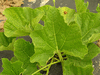 Lagenaria siceraria Apache Dipper Gourd; feuilles