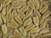 Lagenaria siceraria Apache Dipper Gourd; graines