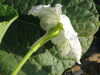 Lagenaria siceraria Long Dipper Gourd; fleurs-F