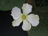 Lagenaria siceraria Long Dipper Gourd; fleurs-M