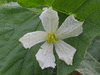 Lagenaria siceraria Long Dipper Gourd; fleurs-F