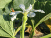 Lagenaria siceraria Bouteille; fleurs-F