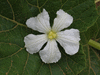Lagenaria siceraria Bouteille; fleurs-F