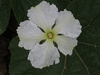 Lagenaria siceraria Bouteille; fleurs-M