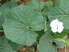 Lagenaria siceraria Bouteille; feuilles