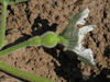 Lagenaria siceraria Drague; fleurs-F