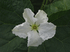 Lagenaria siceraria Calabash gourd (poire  poudre); fleurs-M