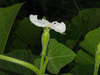 Lagenaria siceraria Calabash gourd (poire  poudre); fleurs-F
