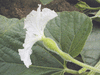 Lagenaria siceraria Col de cygne; fleurs-F