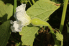 Lagenaria siceraria Bule Mayo; fleurs-F