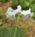 Lagenaria siceraria Bule Mayo; fleurs-M