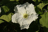 Lagenaria siceraria Bule Mayo; fleurs-M