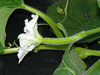 Lagenaria siceraria Cucuzzi; fleurs-F