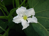 Lagenaria siceraria Cucuzzi; fleurs-F