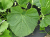 Lagenaria siceraria Cucuzzi; feuilles