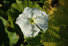 Lagenaria siceraria Cucuzzi; fleurs-M