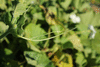 Lagenaria siceraria Cucuzzi; vrilles