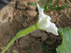 Lagenaria siceraria F1 long life; fleurs-F