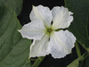 Lagenaria siceraria F1 long life; fleurs-M