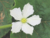 Lagenaria siceraria Apple; fleurs-F