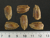 Lagenaria siceraria Apple; graines
