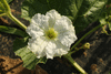 Lagenaria siceraria Apple; fleurs-M
