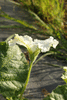 Lagenaria siceraria Apple; fleurs-M