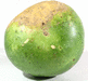 Lagenaria siceraria Bushel gourd; ombilics